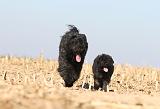 BOUVIER DES FLANDRES 174